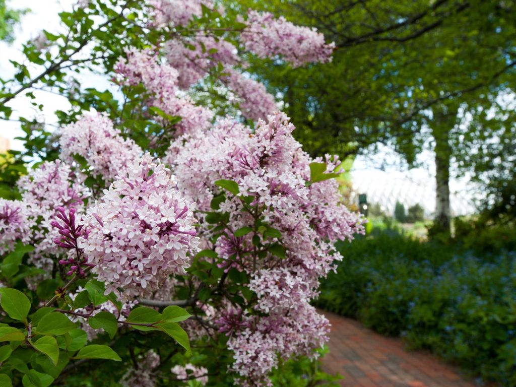 Denver Botanic Gardens 1