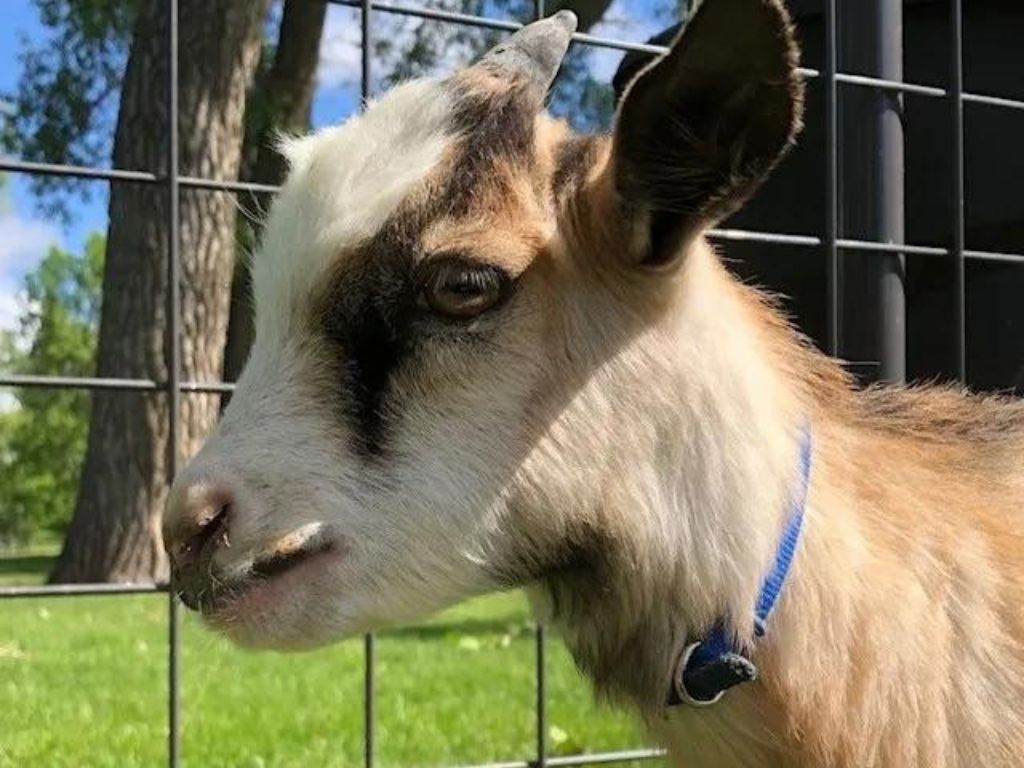 Two By Two Petting Zoo